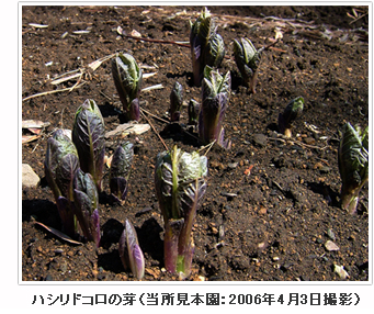 ハシリドコロの芽（当所見本園：2006年4月3日撮影）
