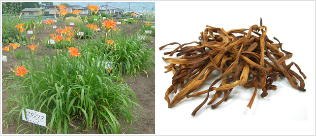 写真２．日本のヤブカンゾウ（左）と生薬「金針菜」（右）