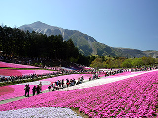 芝桜の丘のイメージ写真