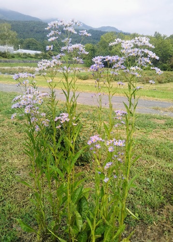 シオン1.jpg