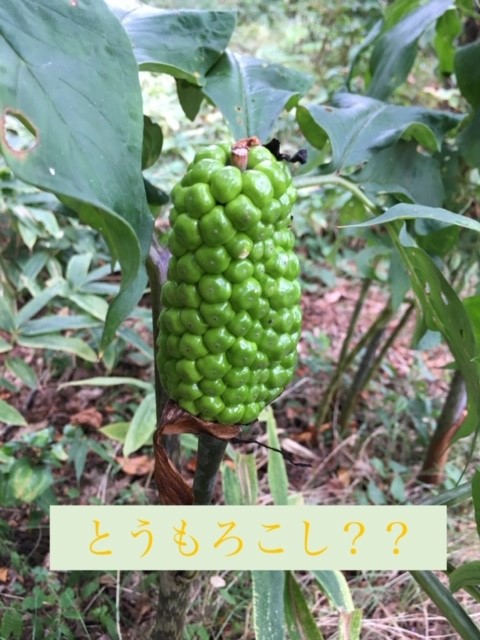 オオマムシグサ実.jpg