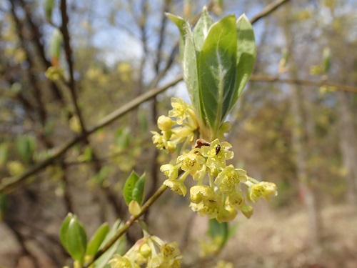クロモジ花_20200420-02.JPG