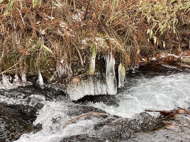 氷柱2.JPG