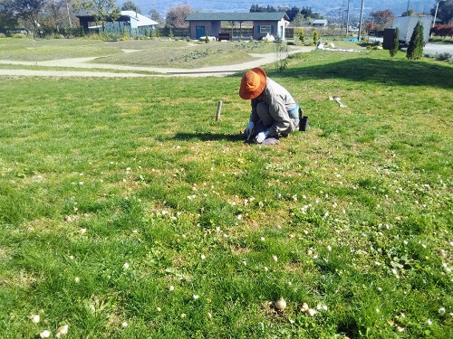 球根植付11.jpg