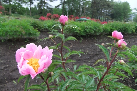 芍薬開花