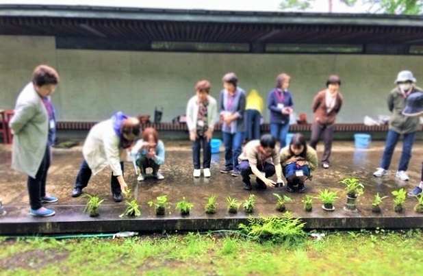 苔玉① (2).jpg