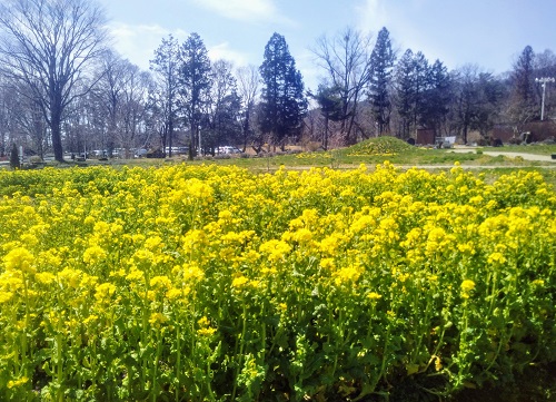 菜の花1.jpg