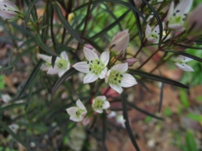 センブリの花