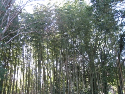 竹林