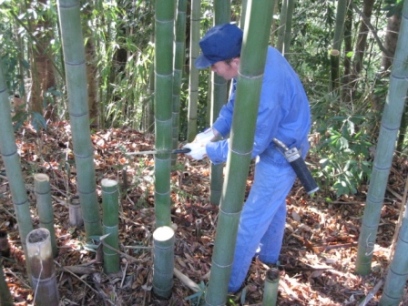 竹切り作業