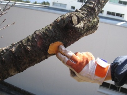 殺菌剤塗り