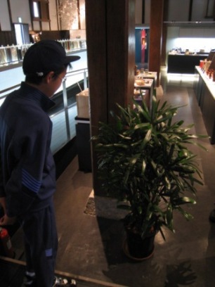 観葉植物