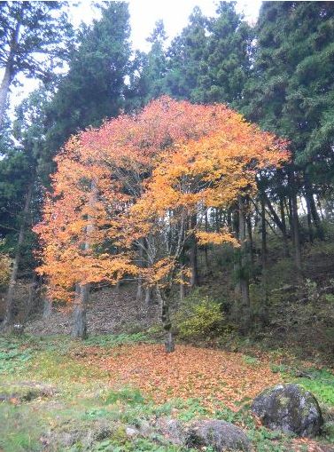 20101118_03a.jpg