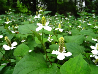 20150701_21.JPG