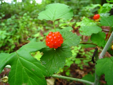 20150709_11.JPG