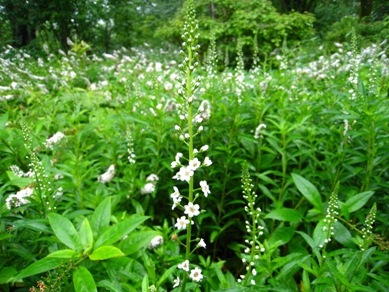 20150709_51.JPG