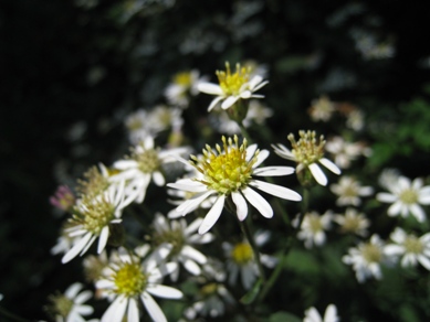 20151002_06.JPG