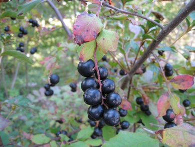 20151010_02.JPG