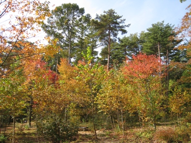 20151022_05.JPG