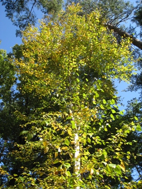20151022_07.JPG