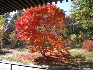 20151104_01.JPG