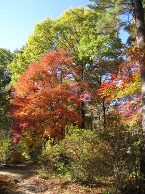 20151104_02.JPG