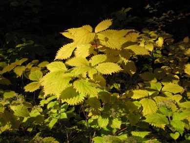 20151104_08.JPG