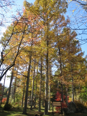 20151106_01.JPG