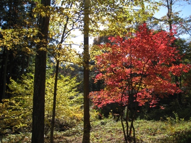 20151106_04.JPG