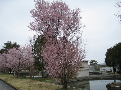 20160412_02.JPG