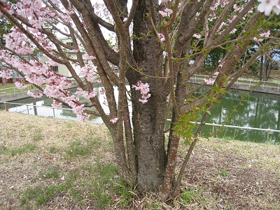 20160412_04.JPG