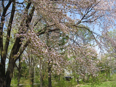 20160427_05.JPG