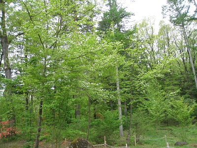 20160506_02.JPG