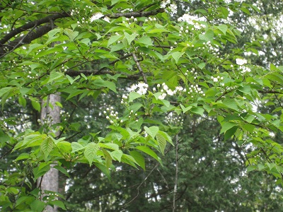 20160506_03.JPG