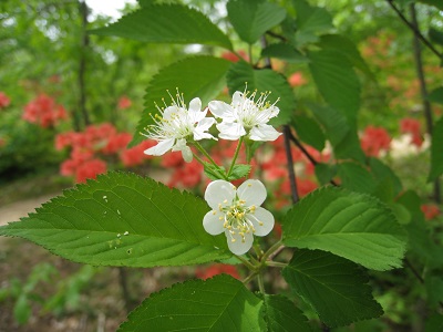 20160506_04.JPG