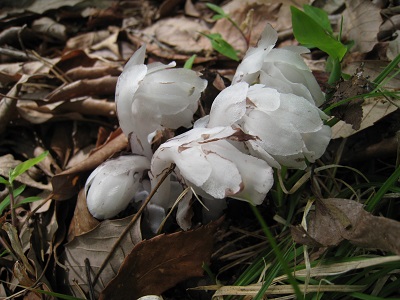 20160506_11.JPG