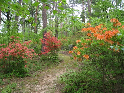 20160509_02.JPG