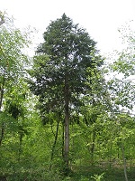 20160609_11-150_200.jpg