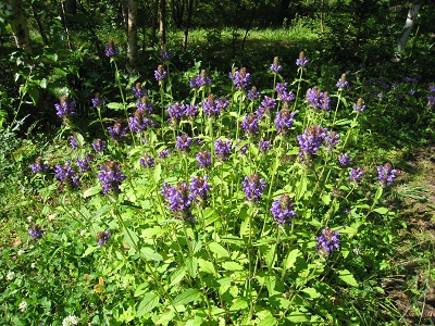 20160618_03.JPG