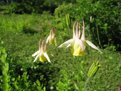 20160618_04.JPG