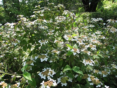 20160618_05.JPG