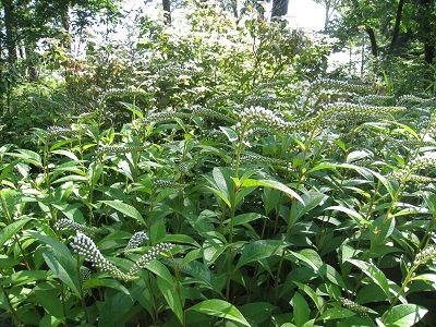 20160618_11.JPG