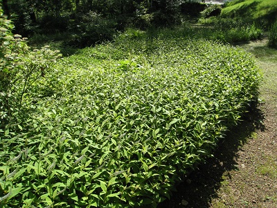 20160618_12.JPG