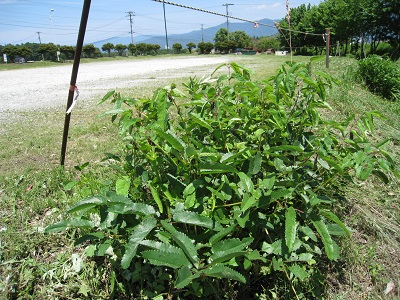 20160618_25.JPG