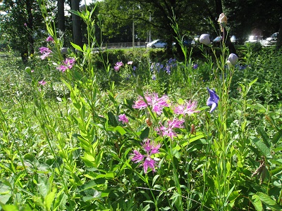 20160712_45.JPG