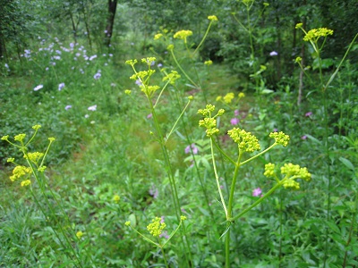 20160712_54.JPG