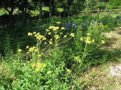 20160718_02.JPG