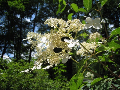 夏の木の花 健康の森 Blog 養命酒 駒ヶ根工場 健康の森 養命酒製造株式会社