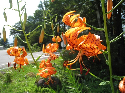 20160809_01.JPG