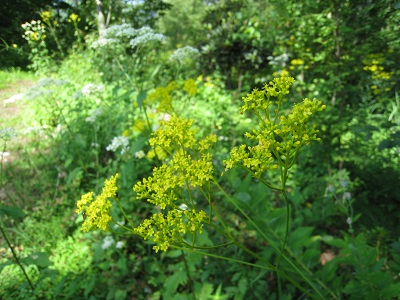 20160809_12.JPG